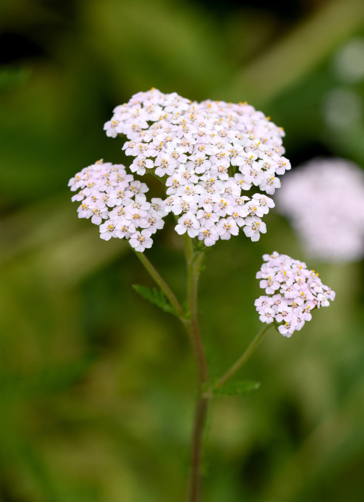 Achillea millefolium Achillea curiosità descrizione proprietà e